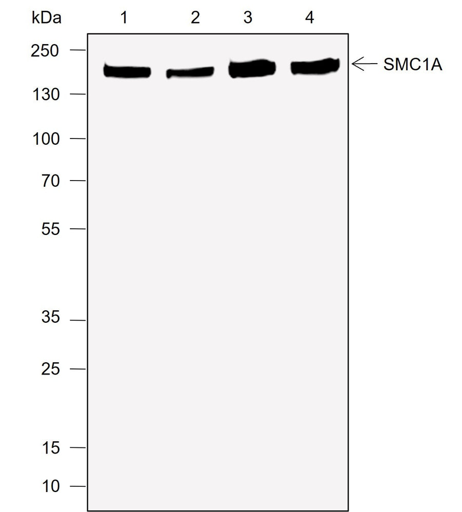 Anti-Human/Mouse SMC1A Antibody [A706] - ABMIUM