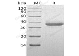 > 97 % as determined by reducing SDS-PAGE.