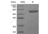 > 95 % as determined by reducing SDS-PAGE.