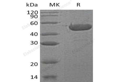 > 95 % as determined by reducing SDS-PAGE.