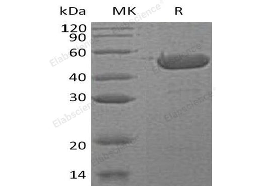 > 95 % as determined by reducing SDS-PAGE.