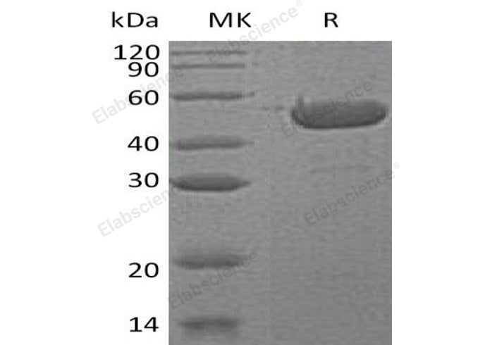 > 95 % as determined by reducing SDS-PAGE.