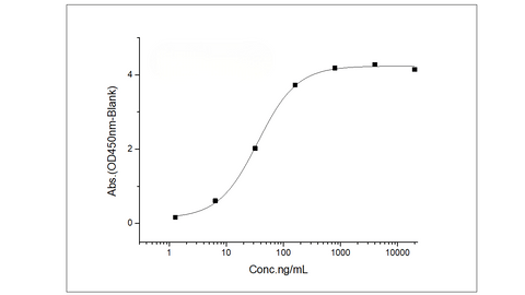 Measured by its binding ability in a functional ELISA. Immobilized human IL12RB1 at 20 μg/ml (100 μl/well) can bind human IL12B with a linear range of 2.56-64 ng/ml.