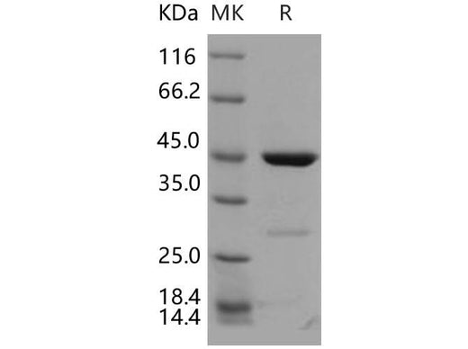 > 90 % as determined by reducing SDS-PAGE.