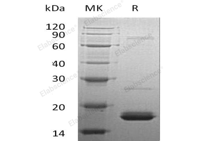 > 90 % as determined by reducing SDS-PAGE.