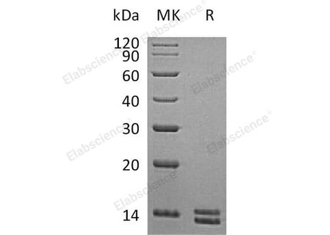 > 90 % as determined by reducing SDS-PAGE.