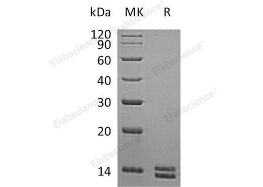 > 90 % as determined by reducing SDS-PAGE.