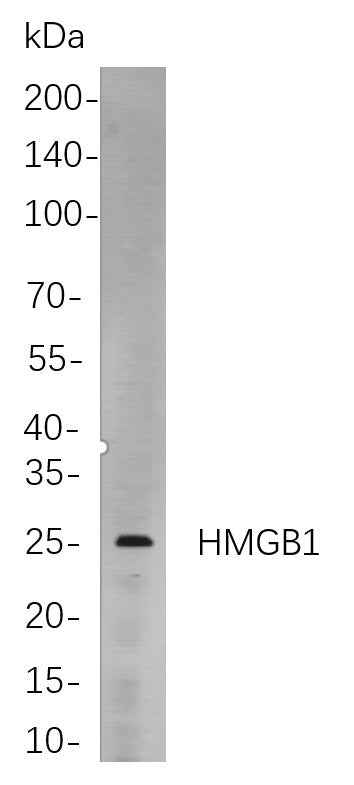 Anti-Human/Mouse/Rat HMGB1 Antibody [B807] - ABMIUM