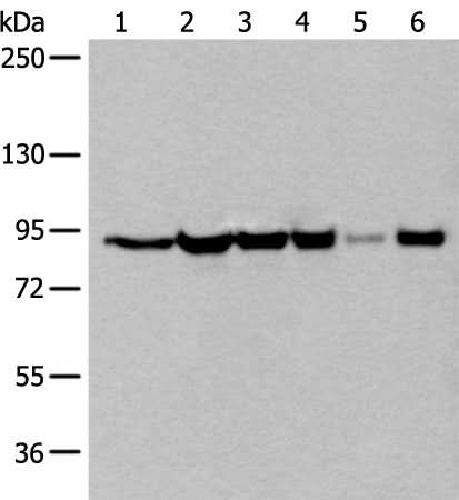 Western blot analysis of 293T cell lysates using XAB2 Polyclonal Antibody at dilution of 1:250