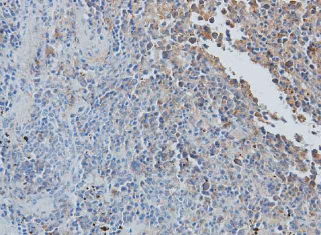 Anti-Rat CCL7 Antibody