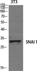 Western Blot analysis of 3T3 cells using SNAI1 Polyclonal Antibody at dilution of 1:1000.