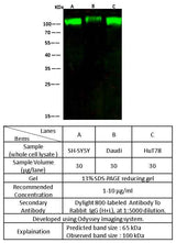 Anti-Rat ALCAM Antibody [B521]