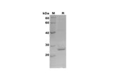 SDS-PAGE analysis of Rat Cyt-C proteins, 2 μg/lane of Recombinant Rat Cyt-C proteins was resolved with SDS-PAGE under reducing conditions, showing bands at 28 kDa.