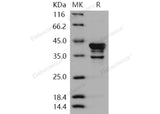 > 85 % as determined by reducing SDS-PAGE.