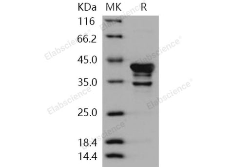 > 85 % as determined by reducing SDS-PAGE.