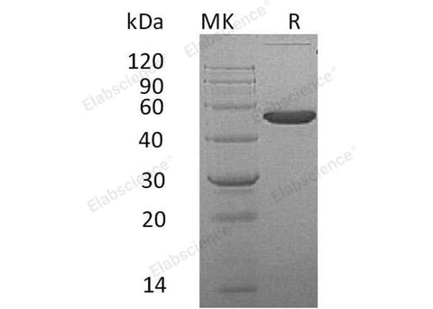> 95 % as determined by reducing SDS-PAGE.