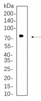 Anti-Human/Mouse/Rat GCLC Antibody [B736]