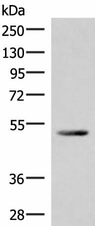 Western blot analysis of Mouse heart tissue lysate using IRX4 Polyclonal Antibody at dilution of 1:400