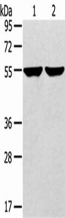 Anti-Human TRIM62 Antibody