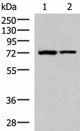 Anti-Human/Mouse JPH1 Antibody