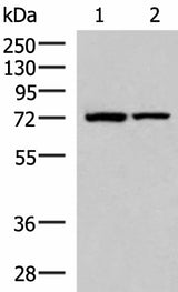 Western blot analysis of Mouse heart tissue and Mouse skeletal muscle tissue lysates using JPH1 Polyclonal Antibody at dilution of 1:800