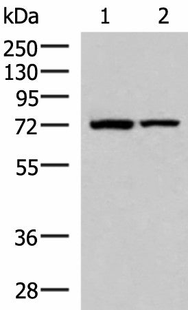 Western blot analysis of Mouse heart tissue and Mouse skeletal muscle tissue lysates using JPH1 Polyclonal Antibody at dilution of 1:800