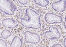 Anti-Human ICAM1 Antibody [A848] - ABMIUM