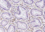 Anti-Human ICAM1 Antibody [A848] - ABMIUM