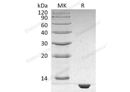 > 90 % as determined by reducing SDS-PAGE.