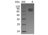 Recombinant Rhesus macaque CD47/IAP Protein (Fc Tag) - ABMIUM