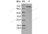 > 90 % as determined by reducing SDS-PAGE.