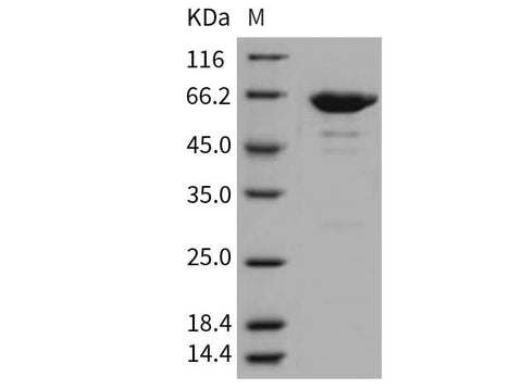 > 92 % as determined by reducing SDS-PAGE.