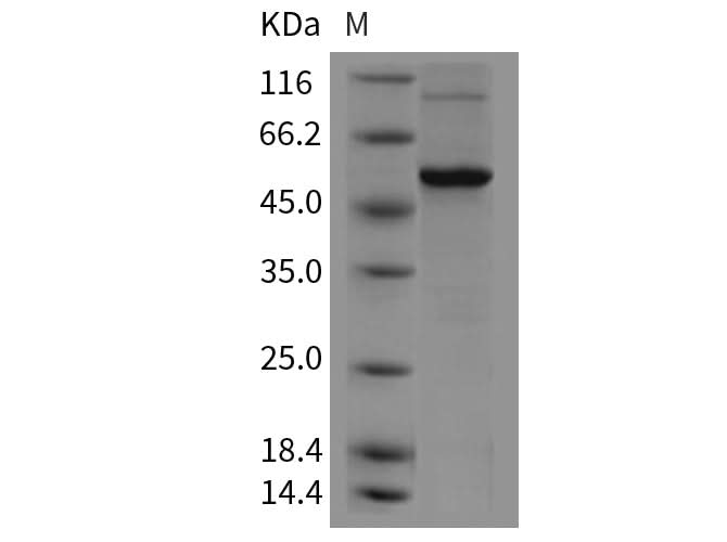 > 86 % as determined by reducing SDS-PAGE.