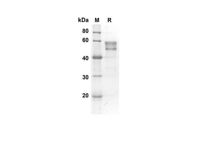 SDS-PAGE analysis of Mouse Tnfrsf14 proteins, 2 μg/lane of Recombinant Mouse Tnfrsf14 proteins was resolved with SDS-PAGE under reducing conditions, showing bands at 43.8 kDa.