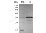 > 90 % as determined by reducing SDS-PAGE.