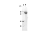 SDS-PAGE analysis of Rat CD14 proteins, 2 μg/lane of Recombinant Rat CD14 proteins was resolved with an SDS-PAGE under reducing conditions, showing bands at 60.5 kDa.