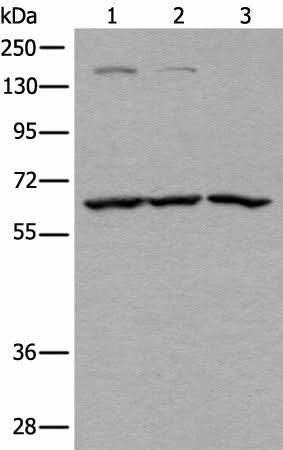 Western blot analysis of Raji Hela and A431 cell lysates using ATAD3A Polyclonal Antibody at dilution of 1:400