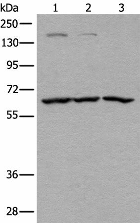 Western blot analysis of Raji Hela and A431 cell lysates using ATAD3A Polyclonal Antibody at dilution of 1:400