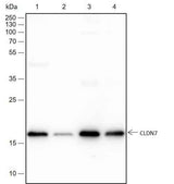 Anti-Human/Rat/Mouse Claudin-7 Antibody [A188]