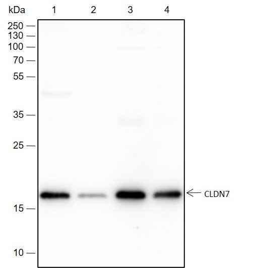 Anti-Human/Rat/Mouse Claudin-7 Antibody [A188]