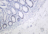 Anti-Human/Mouse/Rat MCM2 Antibody [B1037]