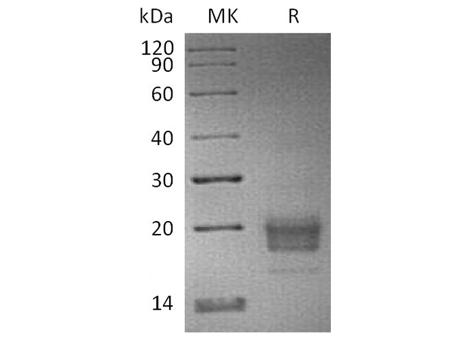 > 95 % as determined by reducing SDS-PAGE.