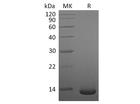 Recombinant Human/Mouse/Rat BMP-2 Protein - ABMIUM