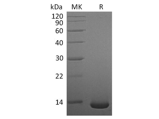 Recombinant Human/Mouse/Rat BMP-2 Protein - ABMIUM