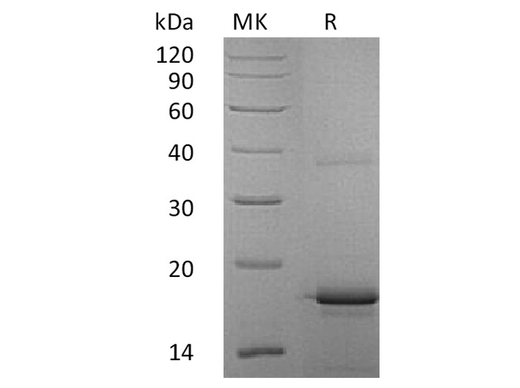 > 95 % as determined by reducing SDS-PAGE.