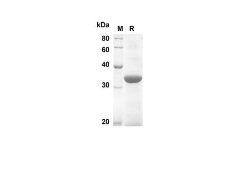SDS-PAGE analysis of Mouse IL-21 proteins, 2 μg/lane of Recombinant Mouse IL-21 proteins was resolved with SDS-PAGE under reducing conditions, showing bands at 27.0 kDa.