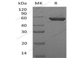 > 95 % as determined by reducing SDS-PAGE.