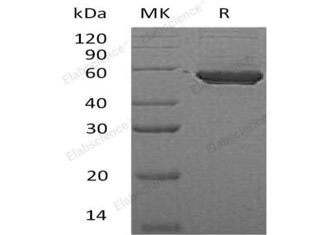 > 95 % as determined by reducing SDS-PAGE.