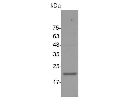 > 95 % as determined by reducing SDS-PAGE.