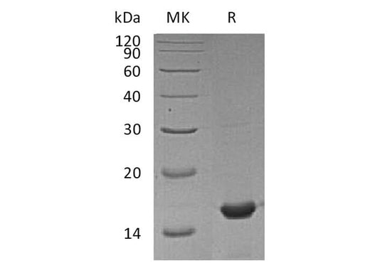 Recombinant Mouse Cyclophilin A Protein - ABMIUM